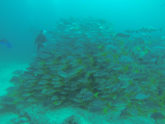 banc-de-poissons-galapagos.jpg?profile=RESIZE_584x