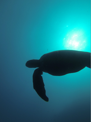 tortue-de-mer-galapagos-tout-equateur.jpg?profile=RESIZE_400x