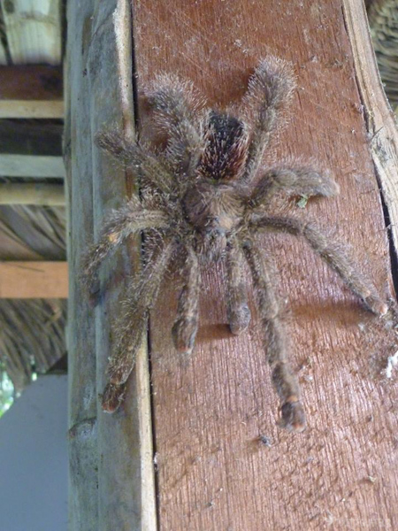 araignée-cuyabeno-tout-equateur