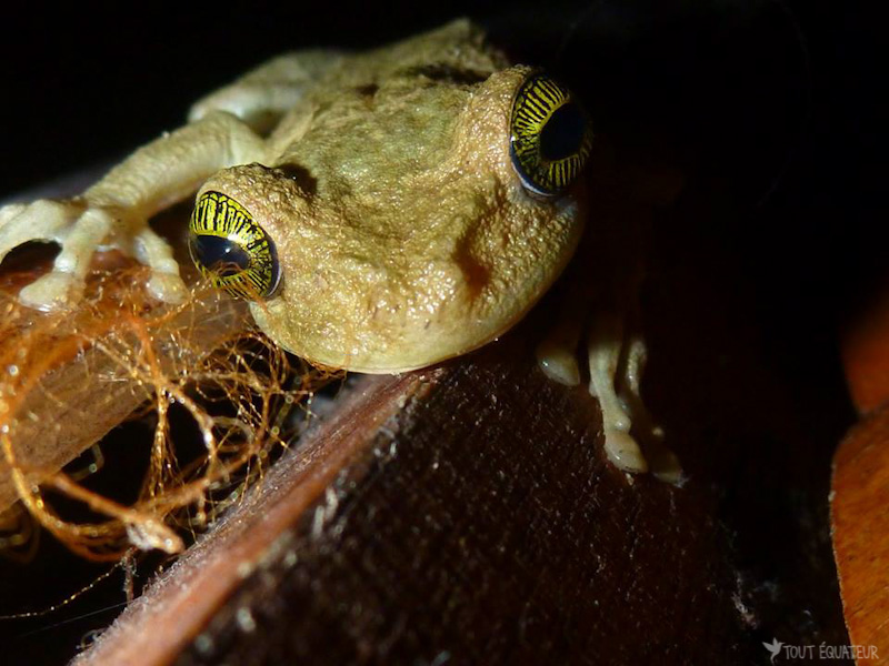 grenouille-balade-nocturne-cuyabeno-tout-equateur