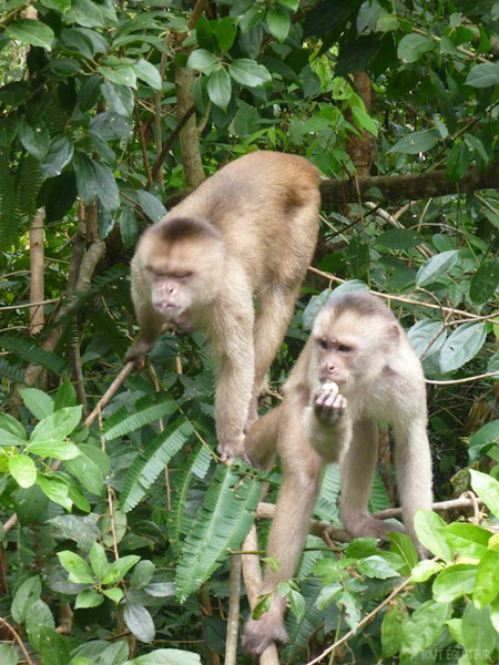 singes-jungle-cuyabeno-tout-equateur